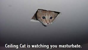 cat gasp 2.jpg