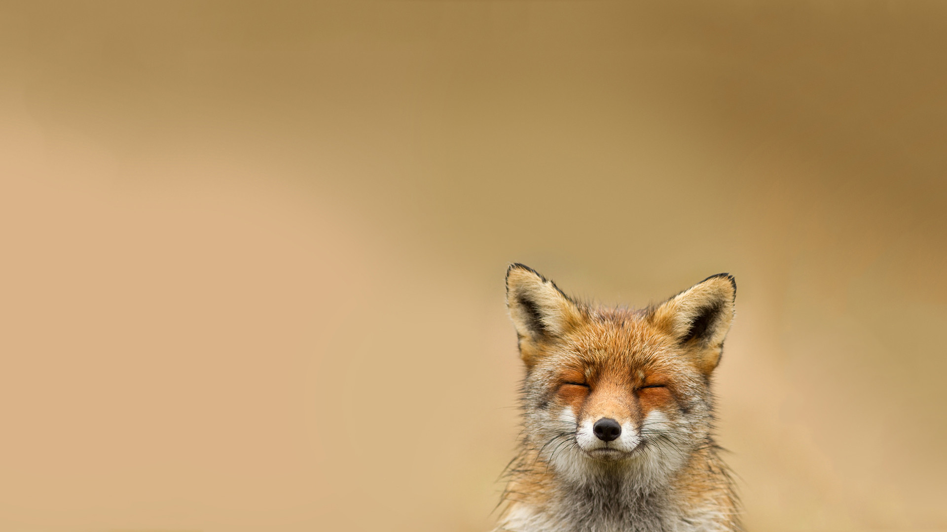 fox-background-1.jpg