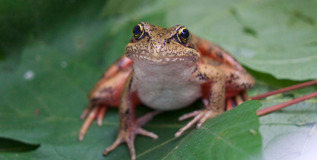 northern-red-legged-frog1-1100x555.jpg