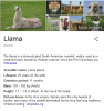 llamas.png