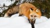 Fox.jpg