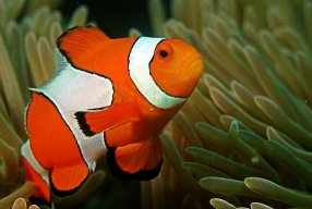 ClownFish2357
