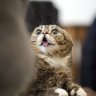 Derp-_-