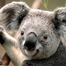 stevelollollol