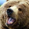 builderbear