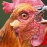 Chickensrcool741