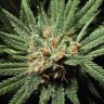 FourTwenty