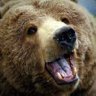 TheBearKingHD