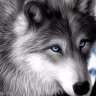 wolfyzXD