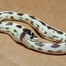 snek