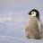 pinguinfan