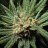 FourTwenty