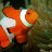 ClownFish2357